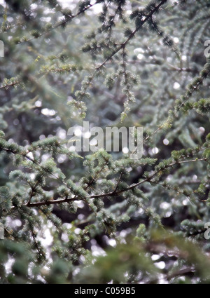 Cedrus atlantica o cedro atlas var. glauca a Kirstenbosch Giardini in Città del Capo Foto Stock