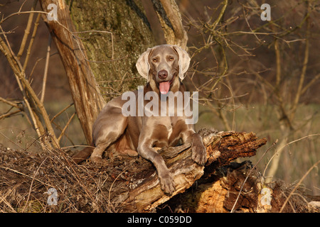 Shorthaired Weimaraner Foto Stock