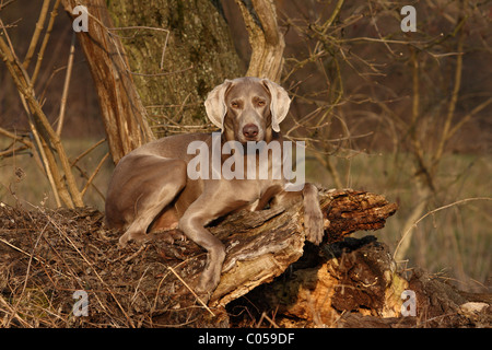 Shorthaired Weimaraner Foto Stock