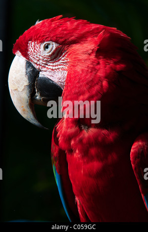 Ritratto di un pet Macaw Foto Stock