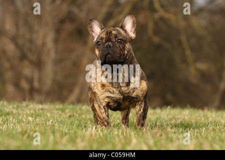 Bulldog francese sul prato Foto Stock