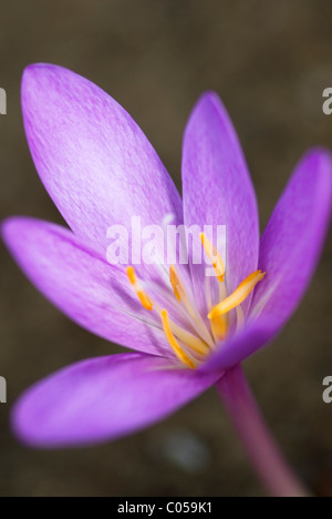 COLCHICUM AUTUMNALE NANCY LINDSAY croco d'autunno Foto Stock