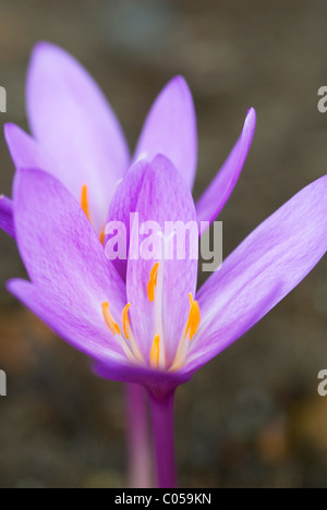 COLCHICUM AUTUMNALE NANCY LINDSAY croco d'autunno Foto Stock