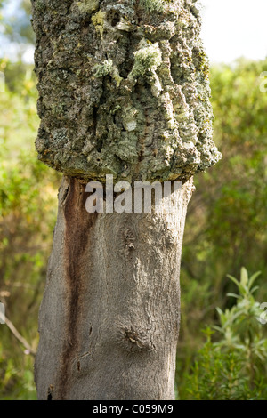 Albero di sughero / produzione di tappi di sughero. La corteccia di un albero di sughero vicino a Siviglia / Sevilla. Spagna. Foto Stock