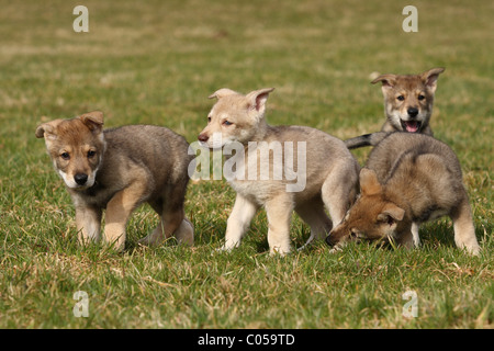 Saarloos Wolfdog cucciolo Foto Stock