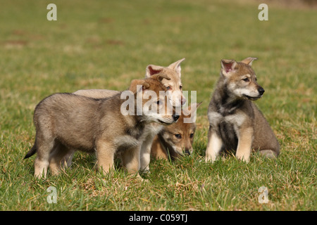 Saarloos Wolfdog cucciolo Foto Stock