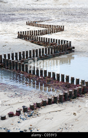 Pennelli, Caister-on-Sea, Norfolk, Regno Unito. Foto Stock