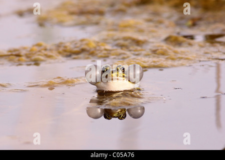 Rana di palude (Pelophylax ridibundus) con le sue tasche chiamata estesa Foto Stock