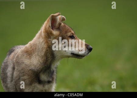 Saarloos Wolfdog cucciolo Foto Stock