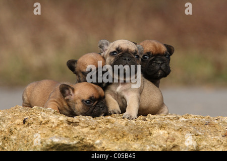 Bulldog francese cucciolo Foto Stock