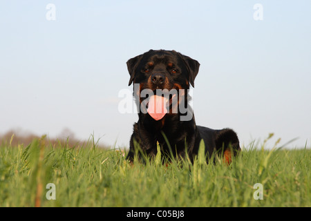 Rottweiler sul prato Foto Stock