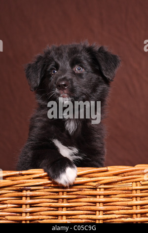 Cucciolo di Wäller Foto Stock