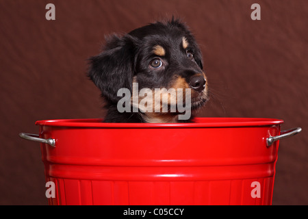 Cucciolo di Wäller Foto Stock