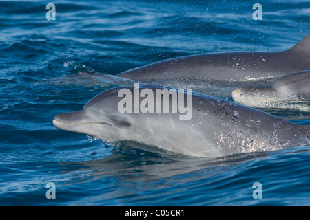 Il tursiope o delfino maggiore, Tursiops aduncus, nuoto lentamente, wildcoast, Sud Africa Foto Stock