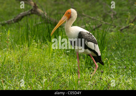 Un dipinto di Stork a Yala National Park nello Sri Lanka Foto Stock