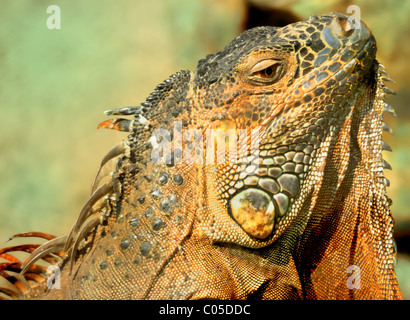 Close up ritratto di verde, Iguana iguana igiana crogiolarsi nella Early sun all'interno di zoo con spazio di copia Foto Stock