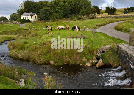 Pony in miniatura di pascolo sul bordo del Dartmoor a Okehampton Camp Foto Stock