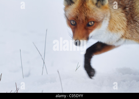 La Volpe rossa Vulpes vulpes camminando attraverso la neve. Foto Stock