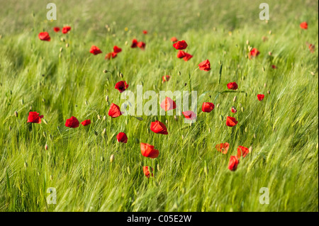 Rosso papavero vivido verde sul campo di grano in una giornata di vento. Foto Stock