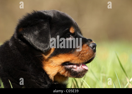 Rottweiler cucciolo Foto Stock