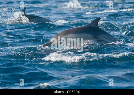 Delfino comune, Delphinus Capensis, viaggia a velocità, jumping. Sardine run, Sud Africa Foto Stock