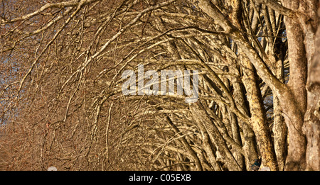 In inverno, una linea di platani nel Parco Bourins, a Vichy (Francia). Platanus acerifolia ×. Foto Stock