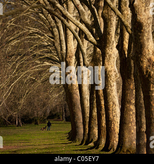 In inverno, una fila di platani nel Parco Bourins, a Vichy (Francia). Platanus acerifolia x. Foto Stock