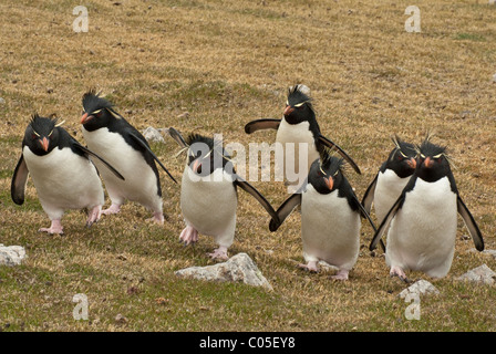 Southern pinguini saltaroccia (Eudyptes chrysocome) di ritorno dalla pesca Isola di ghiaia Falklands Foto Stock