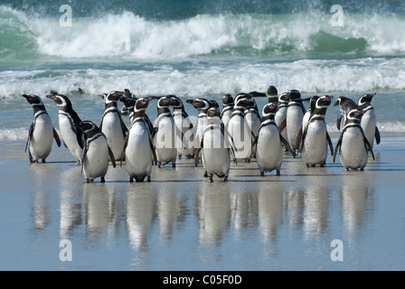 I pinguini di Magellano (Spheniscus magellanicus) su una spiaggia dopo il ritorno dalla pesca Saunders Island Falkland