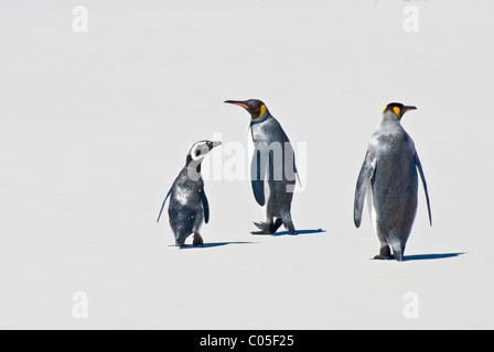 Magellanic Penguin (Spheniscus magellanicus) e Re pinguini (Aptenodytes patagonicus) Volunteer Point Est isola Falkland Foto Stock