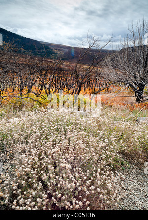 Autunno o i colori dell'Autunno La Sal Mountain Road vicino a Moab Utah USA gli alberi morti e rami mostrano evidenza di un recente incendio di boschi Foto Stock