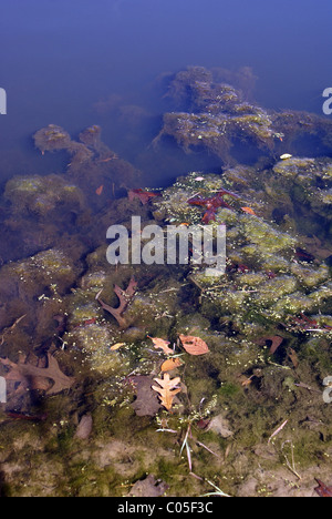 Crescita subacquea e lascia sulla riva di un laghetto. Foto Stock