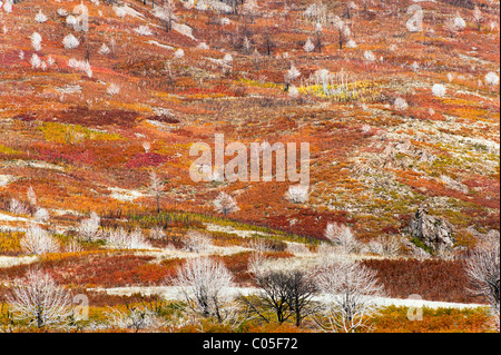 Autunno o i colori dell'Autunno La Sal Mountain Road vicino a Moab Utah USA gli alberi morti e rami mostrano evidenza di un recente incendio di boschi Foto Stock