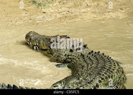 Coccodrillo di estuario agitato in acqua di fango Foto Stock