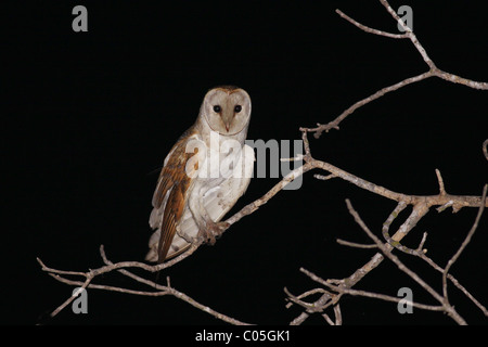 Il barbagianni (Tyto alba) appollaiato su un ramo Foto Stock