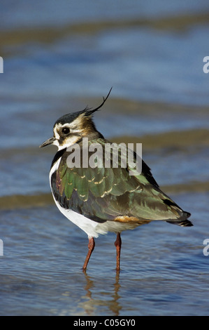 Pavoncella (Vanellus vanellus) guadare in acqua poco profonda Foto Stock