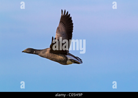 Brent Goose (Branta bernicla) in volo, il Wadden Sea National Park, Germania Foto Stock