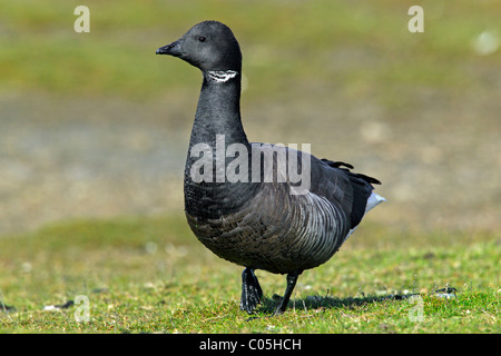 Brent Goose (Branta bernicla) in Salt Marsh, il Wadden Sea National Park, Germania Foto Stock