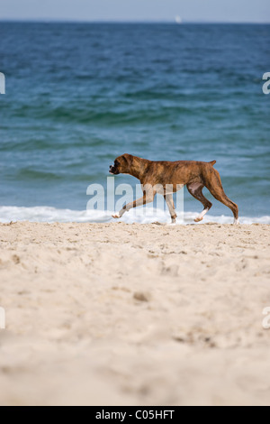 Un boxer di razza cane corre sulla spiaggia con abbondanza di spazio di copia. Foto Stock