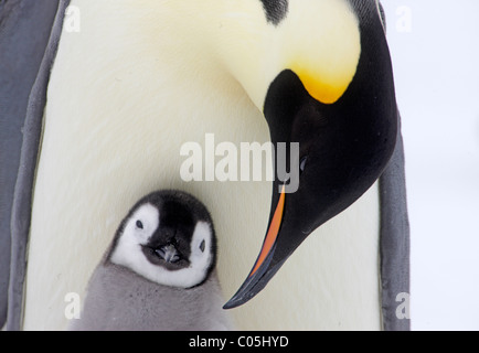 Pinguino imperatore e pulcino, Ottobre, Snow Hill Island, mare di Weddell, Antartide Foto Stock