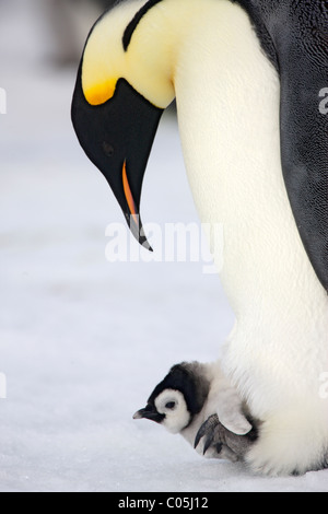 Pinguino imperatore e pulcino, Ottobre, Snow Hill Island, mare di Weddell, Antartide Foto Stock