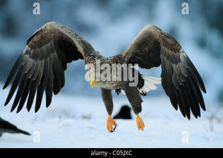 White-tailed eagle in inverno, co Trøndelag, Norvegia Foto Stock