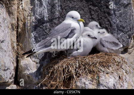 Kittiwake (Larus tridactyla)(Laridae) con pulcini su un nido sulle scogliere di fiocco isola nelle isole Farnes, Northumbria Foto Stock