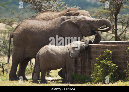 Tre elefanti africani di bere da un uomo fatto Watering Hole inKenya. Gli elefanti sono impilati con la più grande sul retro. Foto Stock