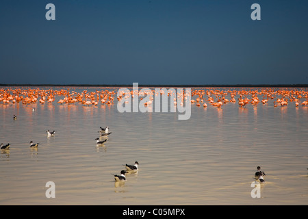 Flamiongos in Celestun Riserva della Biosfera, Yucatan, Messico Foto Stock