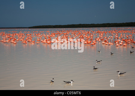 Flamiongos in Celestun Riserva della Biosfera, Yucatan, Messico Foto Stock