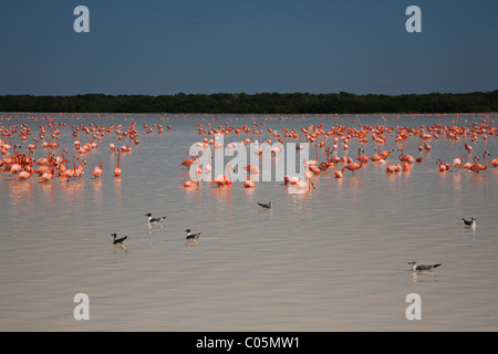 Flamiongos in Celestun Riserva della Biosfera, Yucatan, Messico Foto Stock