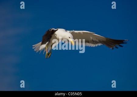 Kelp Gabbiano in volo con anello sulla gamba, Bird Island, Sud Africa Foto Stock