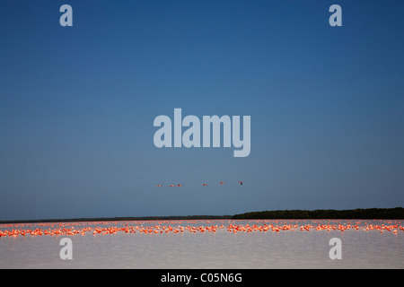 Flamiongos in Celestun Riserva della Biosfera, Yucatan, Messico Foto Stock