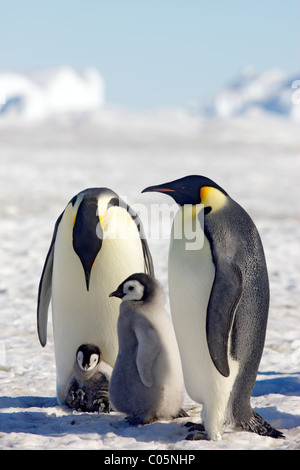 Pinguini imperatore e pulcini, Ottobre, Snow Hill Island, Mare di Weddell, Antartide. Foto Stock